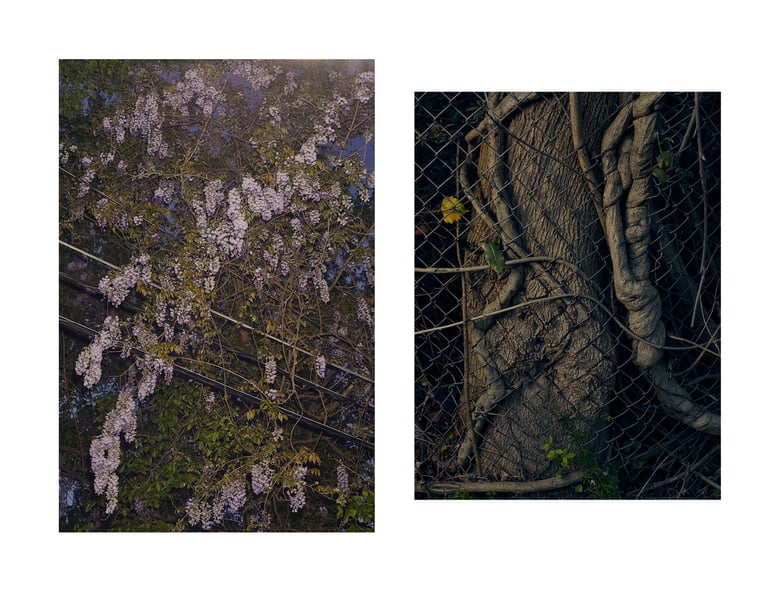 Image of Wisteria Study Diptych