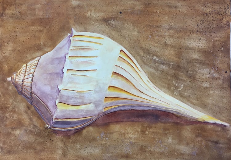 Image of Lightning Whelk