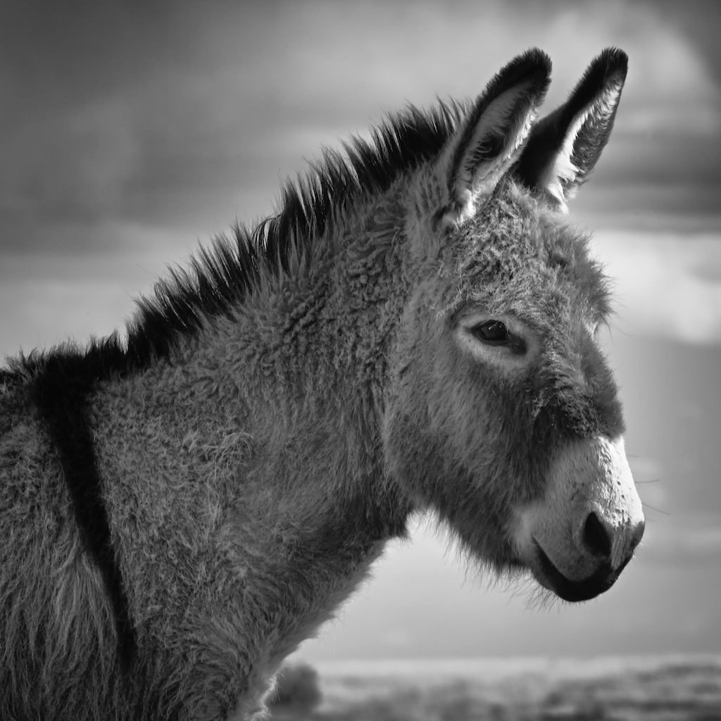 Image of Brighty
