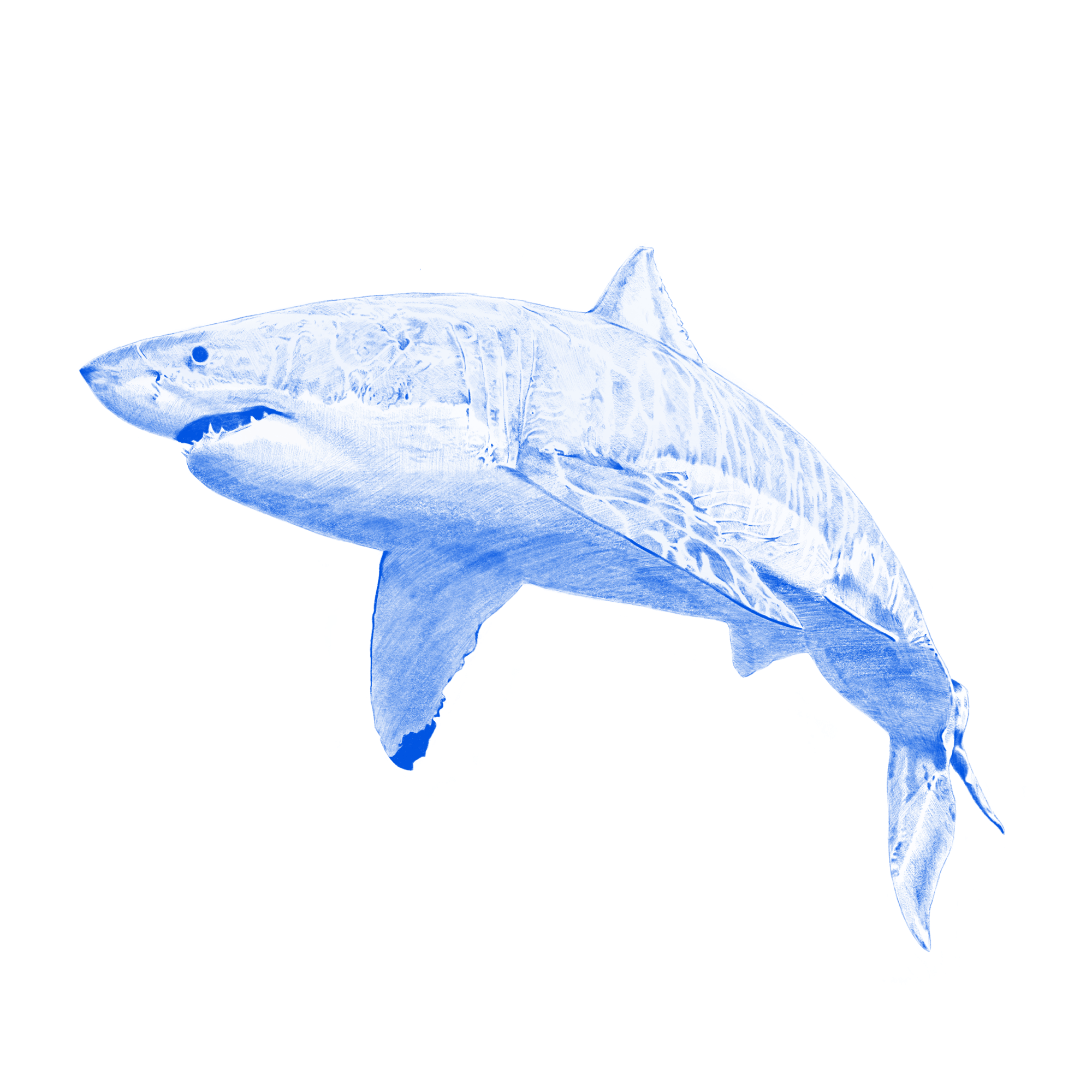 Kyle Hall / The Shark EP Kyle Hall / The Shark EP