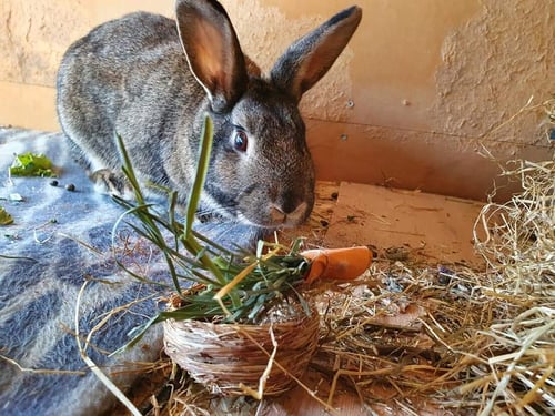 Image of Packaging hay enrichment toy carrots