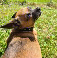 Image 3 of The Reno Collar