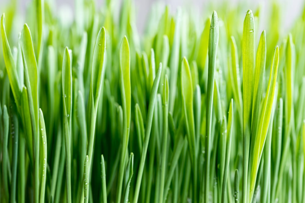 Indoor Grass Kit
