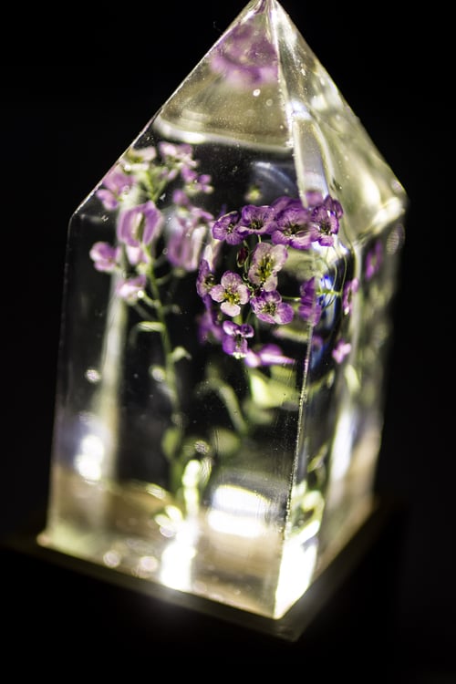 Image of Sweet Alyssum (Lobularia maritima) - Floral Prism Desk Light #1