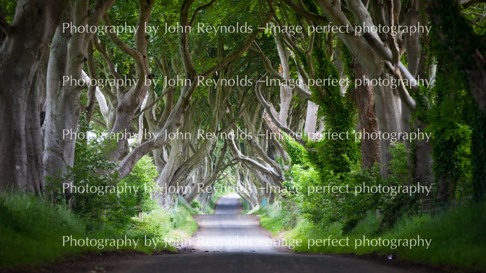 Image of 'Dark Hedges Landscape / Portrait Catalogue no U9730