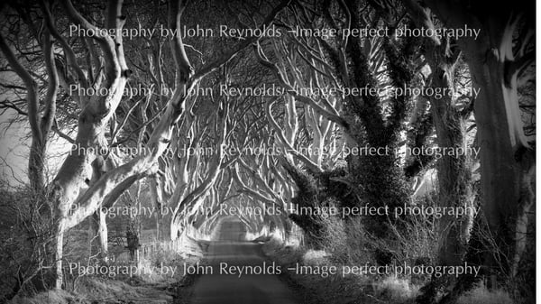 Image of 'Dark Hedges B&W Landscape / Portrait' Catalogue no 2047-2
