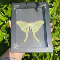 Image 2 of Luna moth