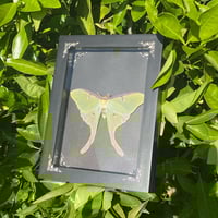 Image 1 of Luna moth