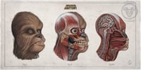 Image 1 of CHEWBACCA-  head anatomy (limited ed. of 50 Giclèe wide print on fine art canvas)