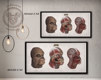 Image 2 of CHEWBACCA-  head anatomy (limited ed. of 50 Giclèe wide print on fine art canvas)