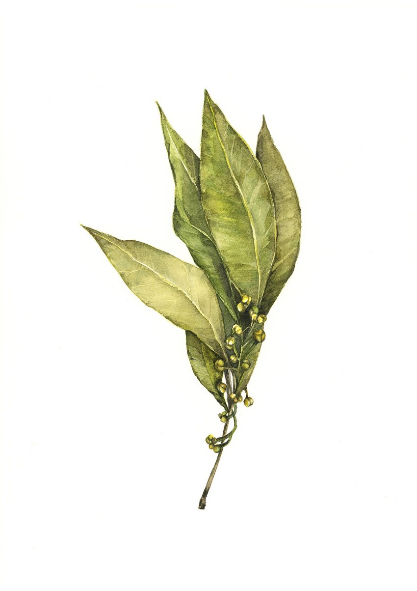 Gum Leaves Watercolour - Giclee Print