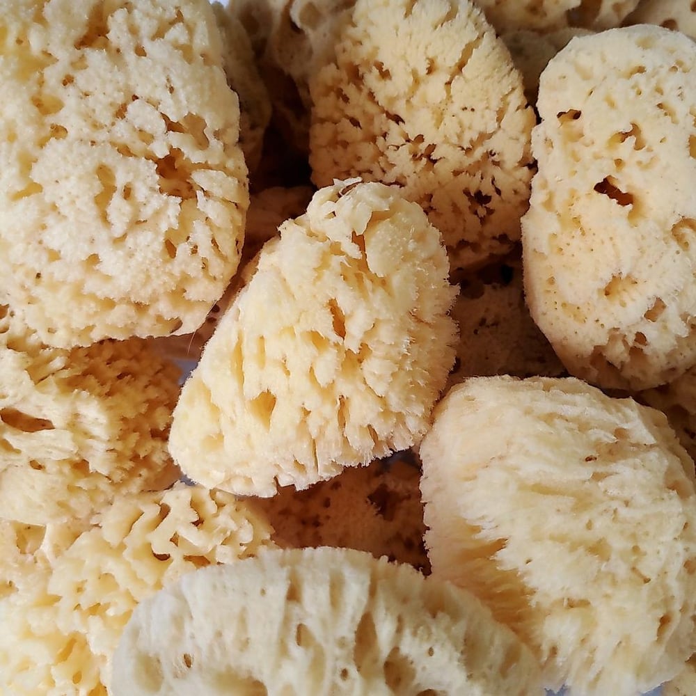Image of Natural Dead Sea Sponge