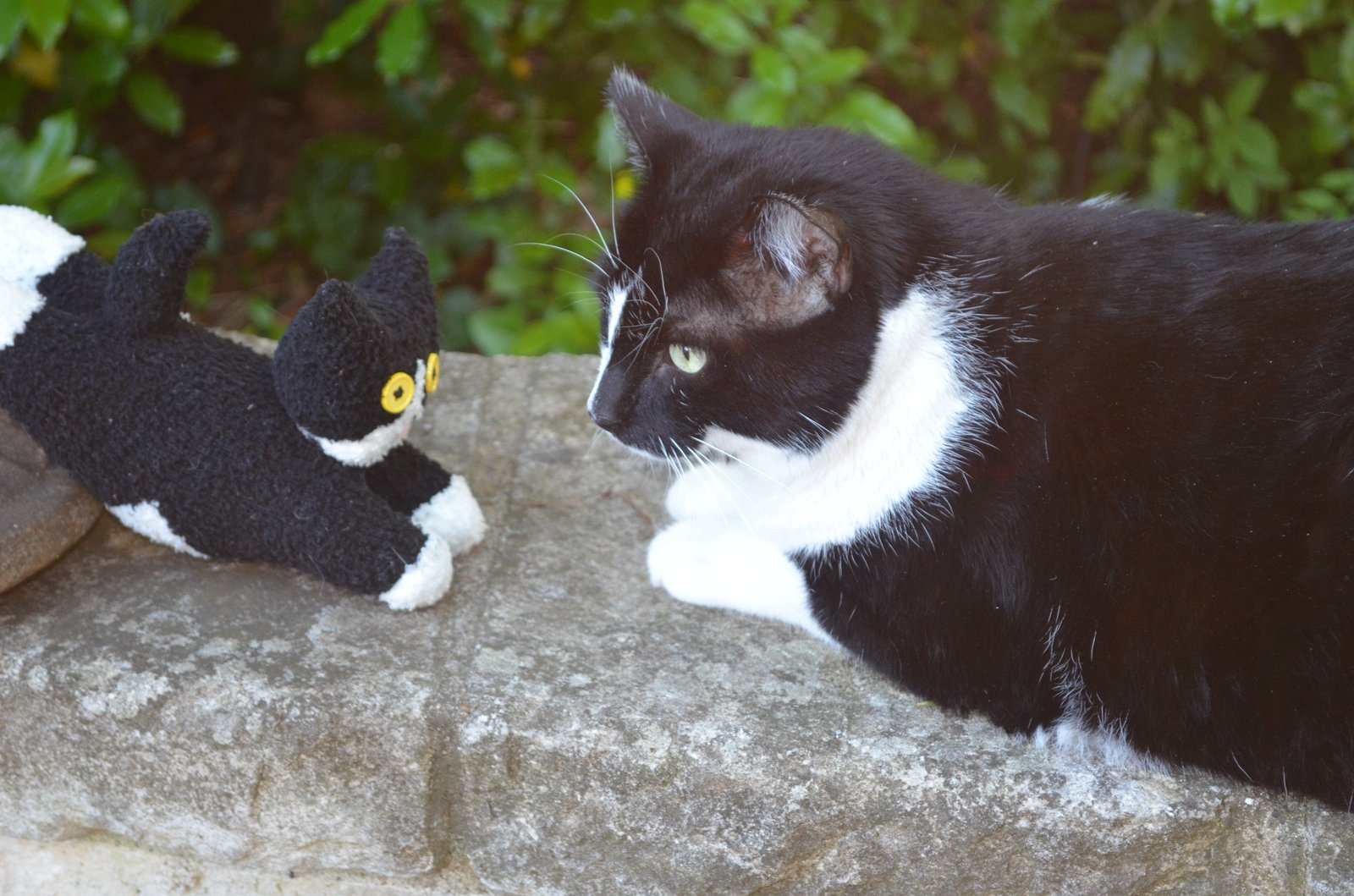 Toys & Games Toys Stuffed Animals & Plushies Sock cat