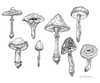 Fungus Amongus
