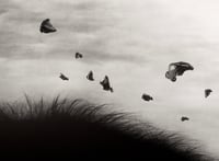 Image 5 of Soaring (hand drawn)