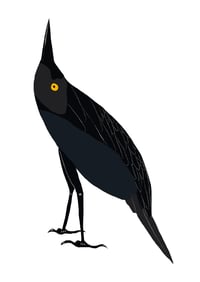Antiguan Bird
