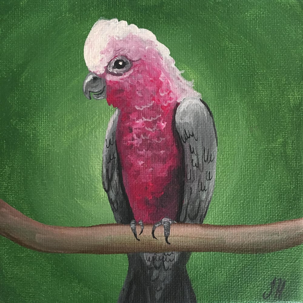 Australian Bird Original Paintings