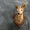 Row Deer Taxidermy 