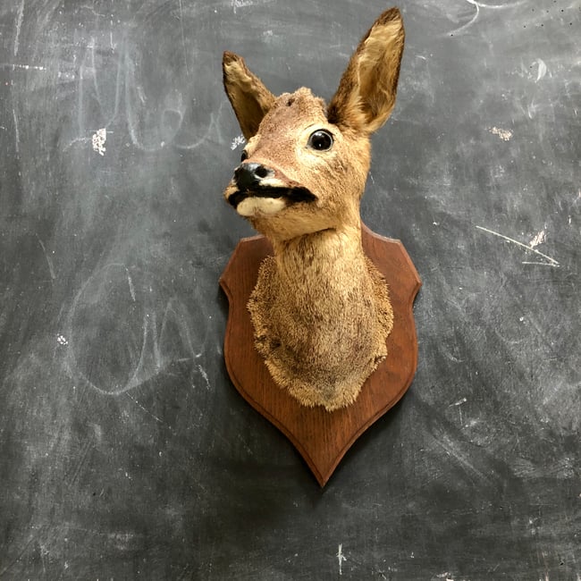 Row Deer Taxidermy 