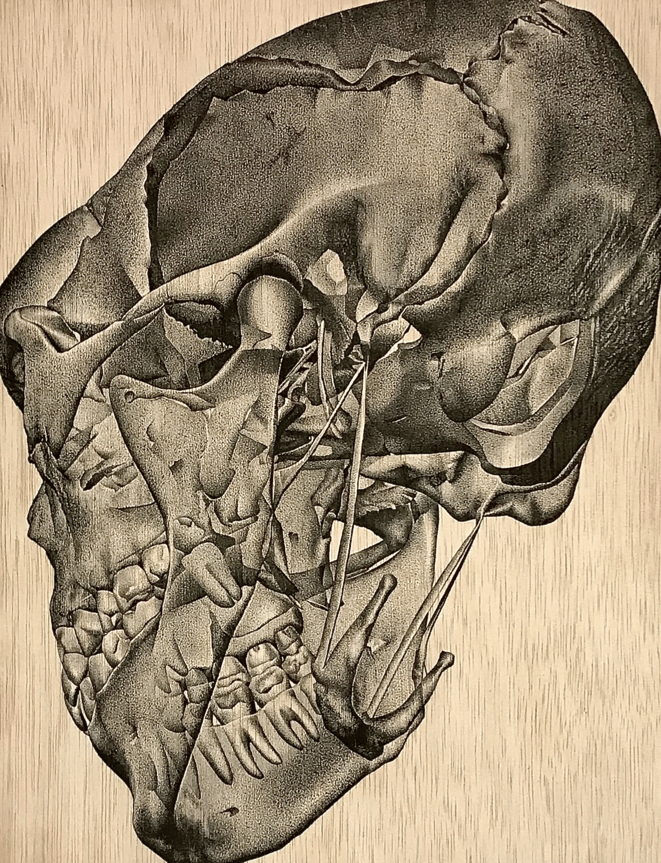 Image of Print | Boxed Skull