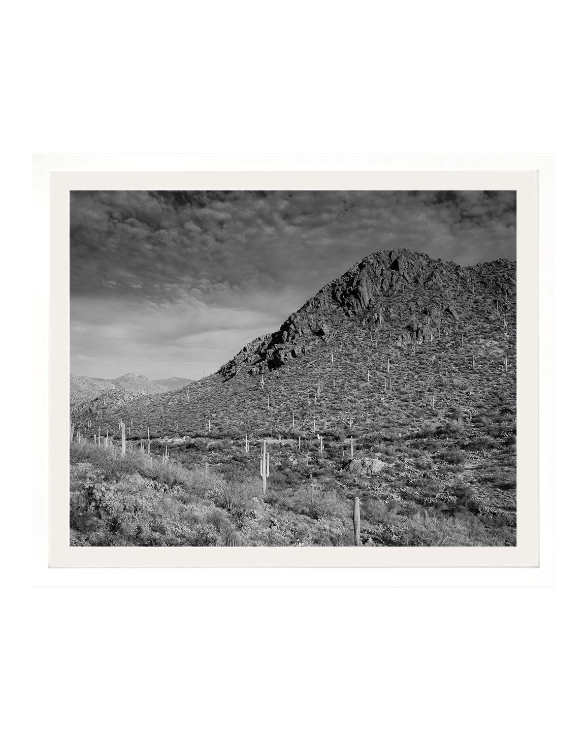 Desert Fever x Saguaro NP