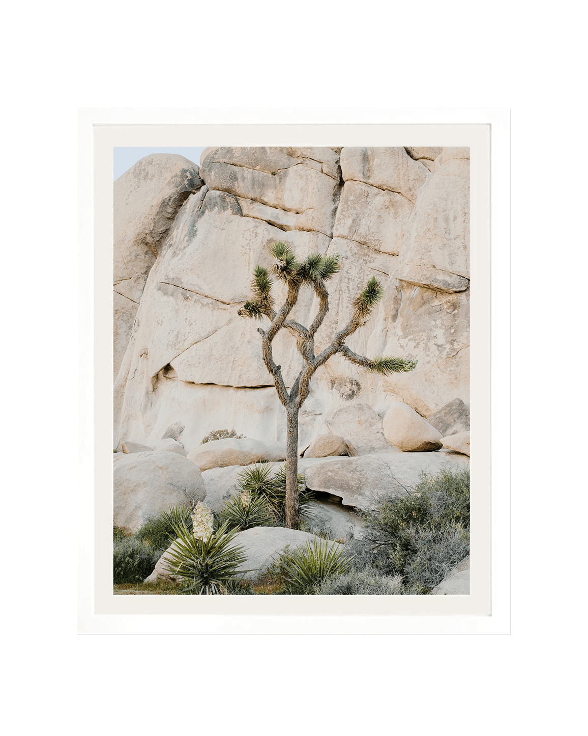 JT x Joshua Tree NP