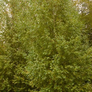 Image of Birch, Dakota Pinnacle Tree