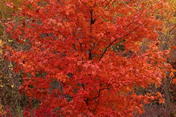 Image of Maple, Fall Fiesta (sugar)