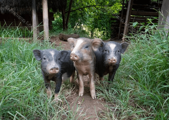 Image of A8 Three Little Pigs