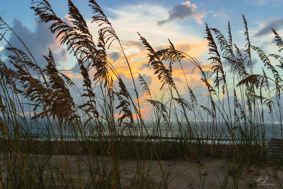 Image of Dune Grass - Amelia Island, FL