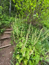 Image 1 of Fringecup : Tellima grandiflora