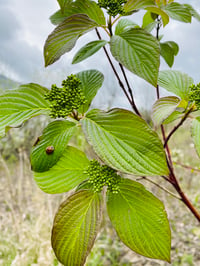 Image 1 of Red Twig Dogwood : Cornus sericea