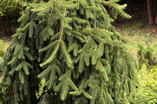 Image of Spruce, Weeping Norway