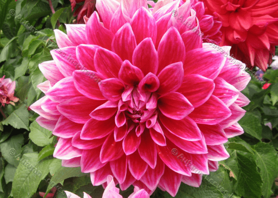 Image of N1 Dahlia