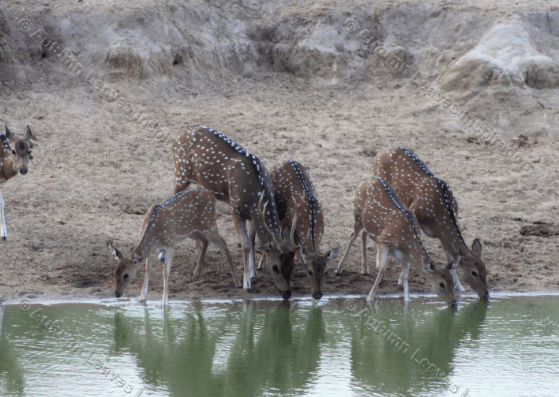 Image of A6 Spotted Deer family group