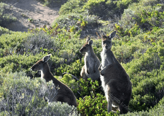 Image of A10 Kangaroos