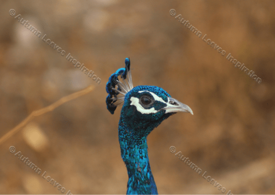 Image of B3 Peacock