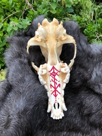 Image 3 of Coyote Skull 