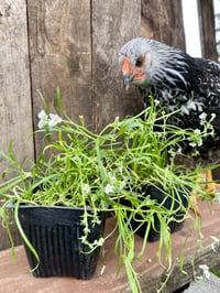 Image 2 of Popcorn Flower : Plagiobothrys figuratus