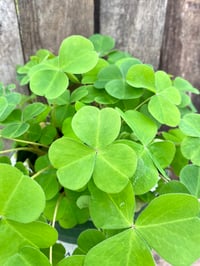 Image 2 of Oxalis (Redwood Sorrel) : Oxalis Oregana