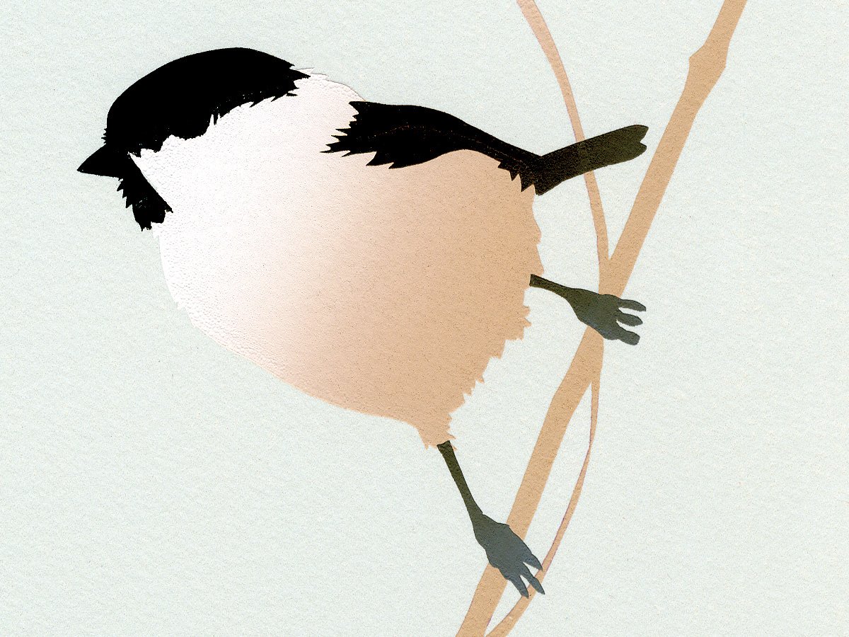 Image of Willow Tit Screen Print