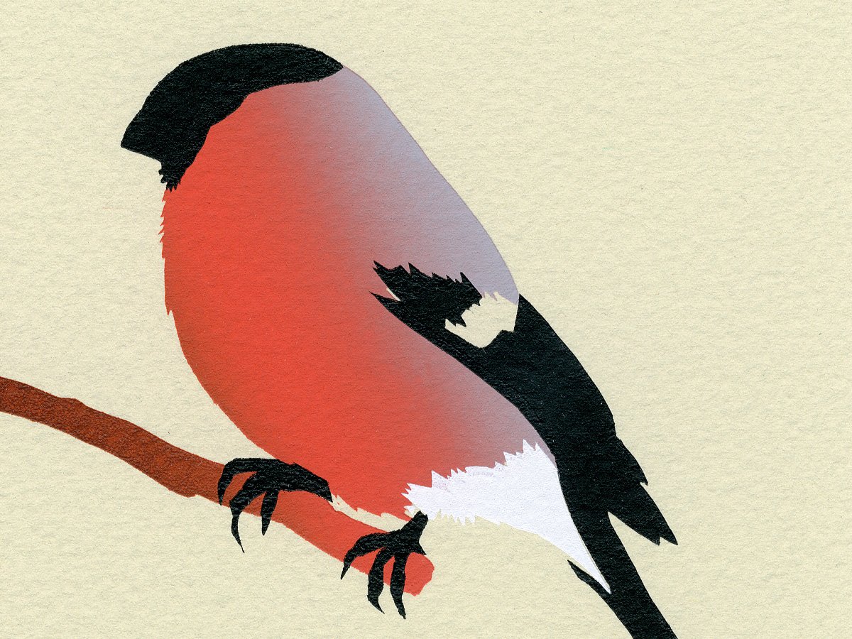 Image of Bullfinch Screen Print