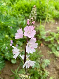 Image 1 of Meadow Checkermallow : Sidalcea campestris