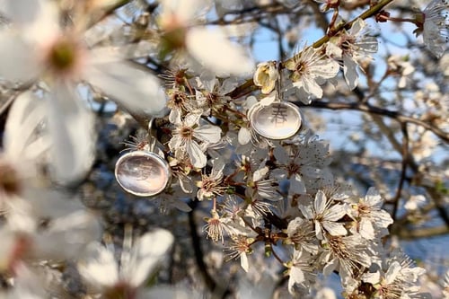 Image of "Love/ Spring" silver earrings with rose quartz · 愛 春 ·