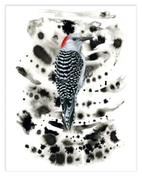 Image 2 of RED BELLIED BEAUTY: 11X14 INCH LIMITED EDITION PRINT