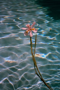 Poolside