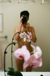 Orchids
