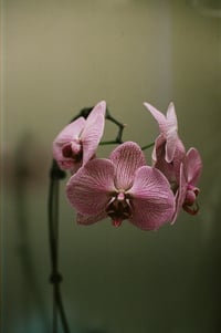 Veined