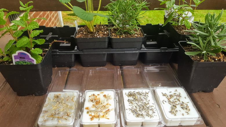 Image of Herb Filled 3oz Wax Clamshells