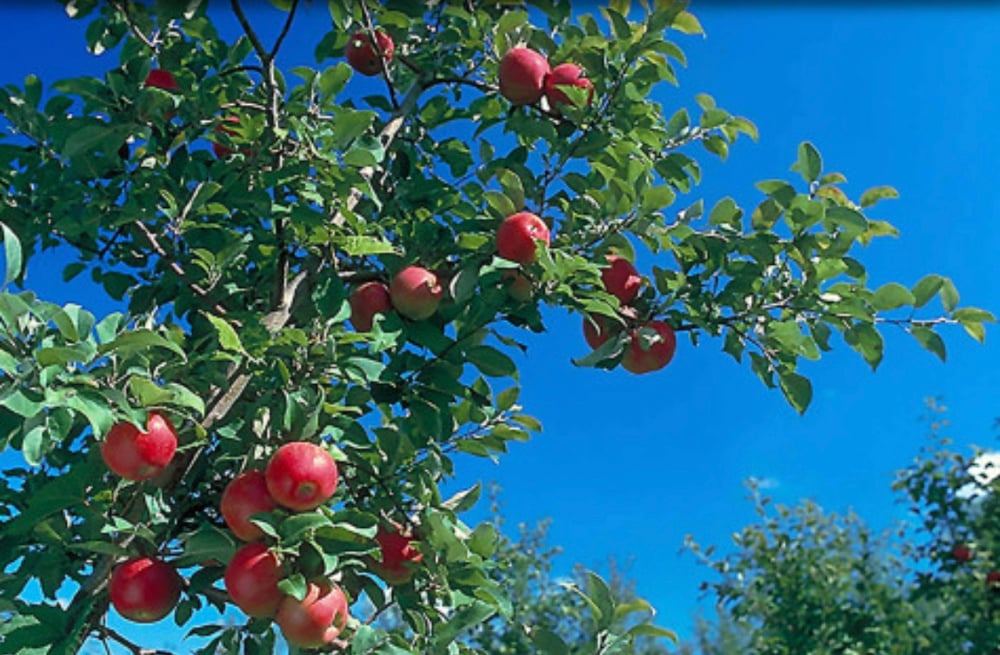 Image of Apple, Honeycrisp